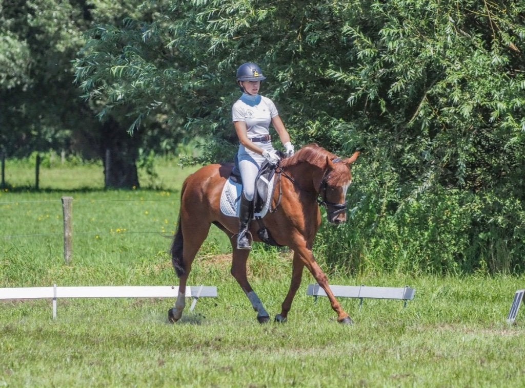 Talentvolle Dressuur Pony, Poney de dressage, 11 ans ou plus, Avec pedigree, L
