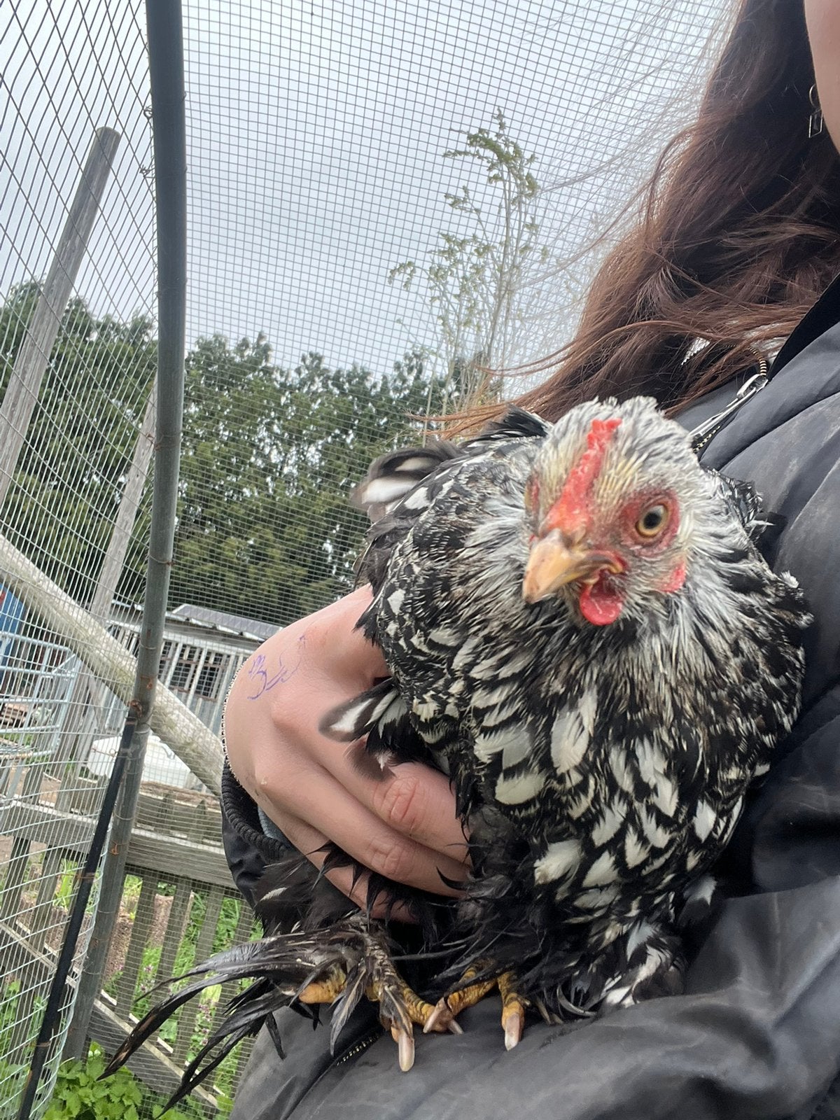 Opzoek naar cochin kriel henne, Femelle, Poule ou poulet