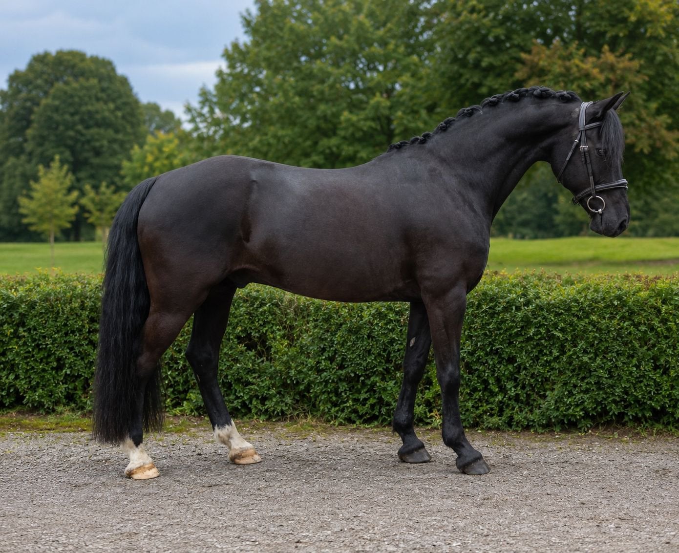 Leuke d pony, Animaux & Accessoires, Chevaux, Hongre