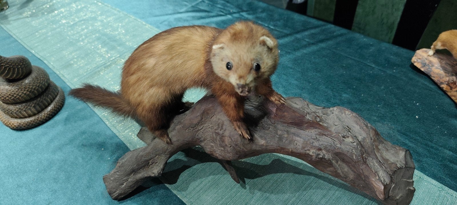 Furet empaillé, Collections, Collections Animaux, Enlèvement
