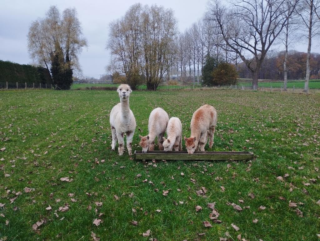 3 Alpaca merries en 1 hengst fawnkleur., Septembre, Plusieurs animaux