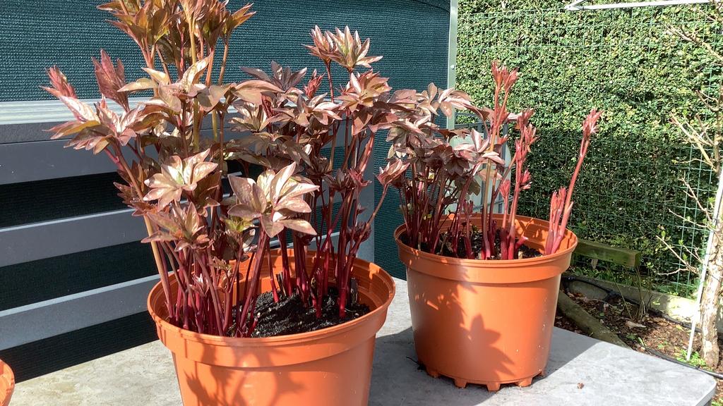 Roze pioenrozen, Ophalen, Volle zon