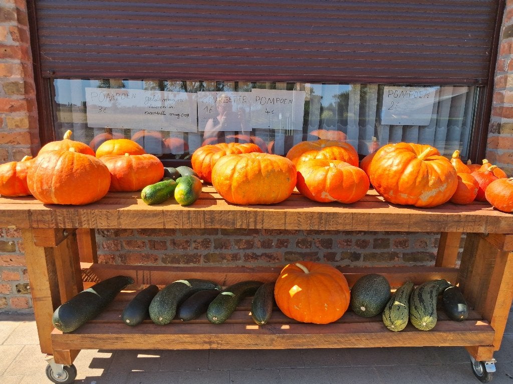 Courgettes en pompoenen, Diversen, Ophalen