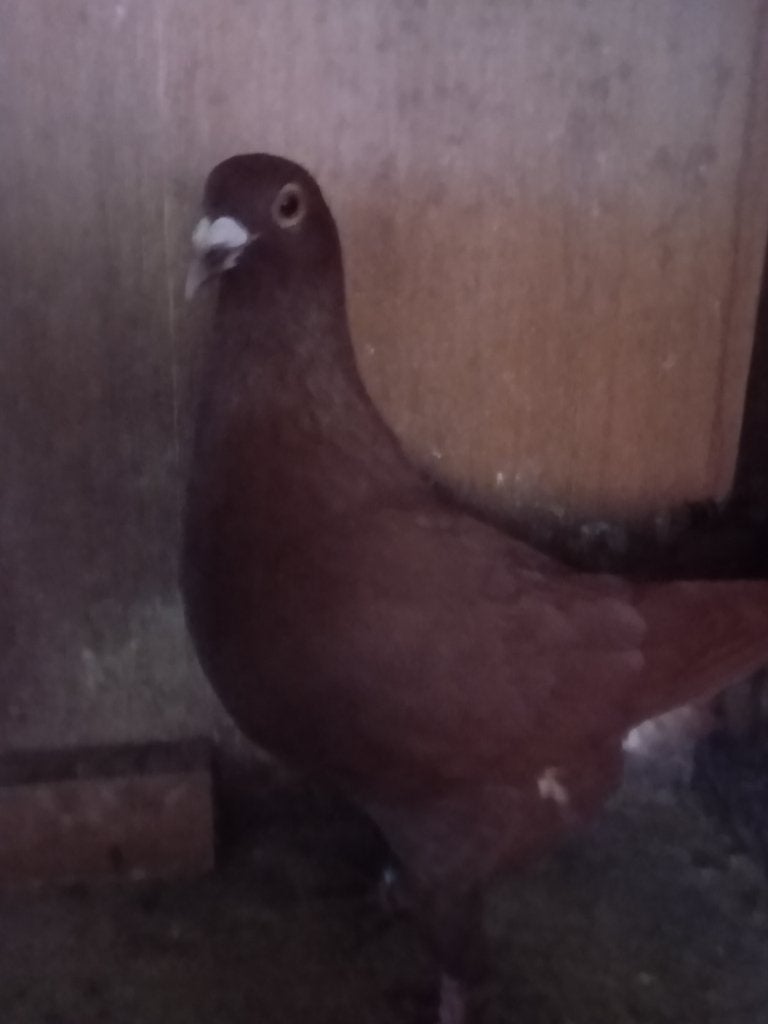 Kleurpostduiven, Dieren en Toebehoren, Meerdere dieren, Postduif