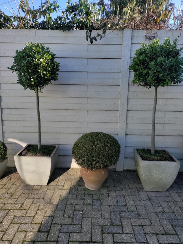 2 grote keukenlaurier planten, Enlèvement