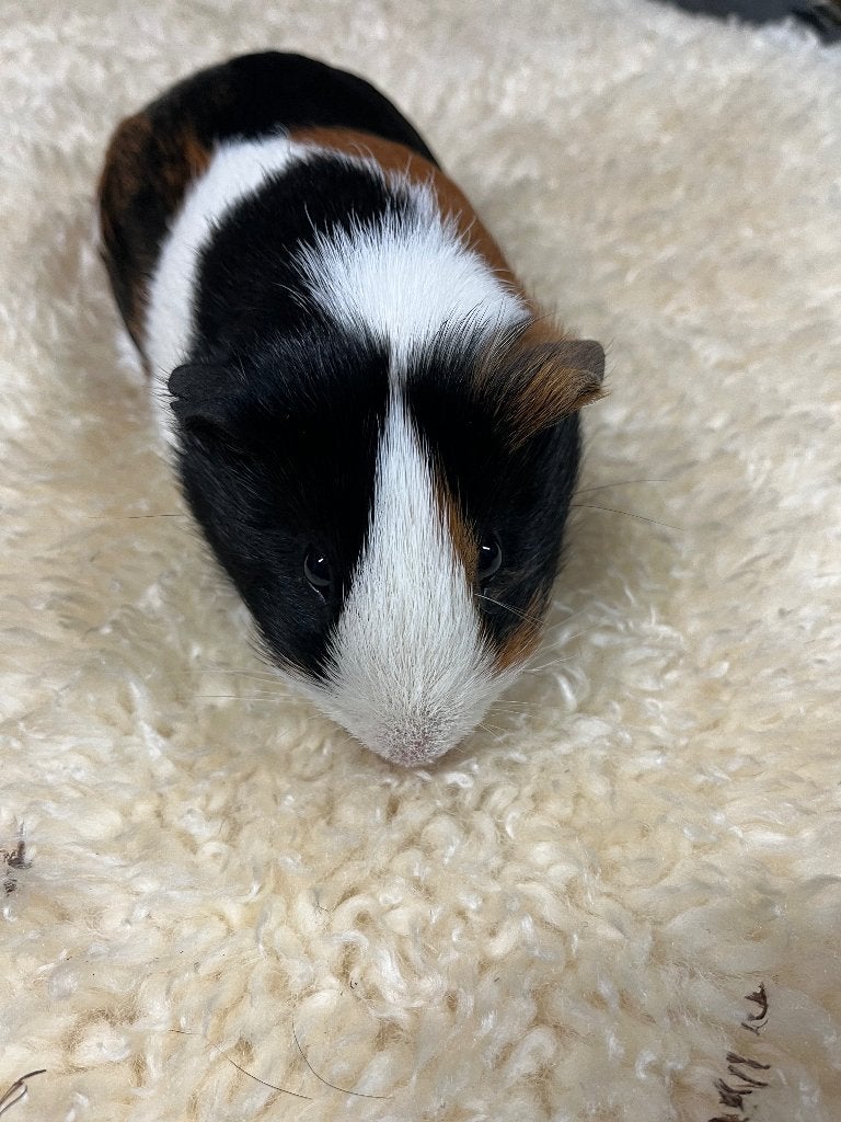Cavia beertje, Cavia, Februari, Mannelijk, Tam