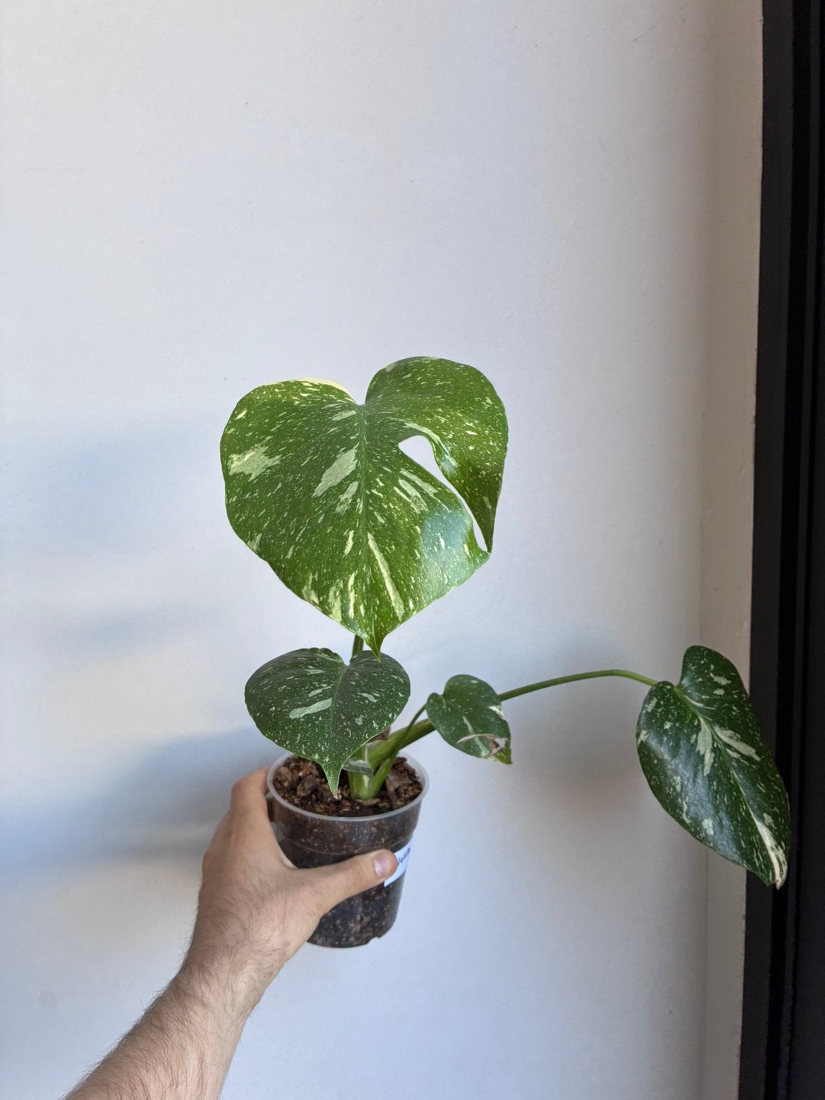 Monstera thai constellation, Ophalen