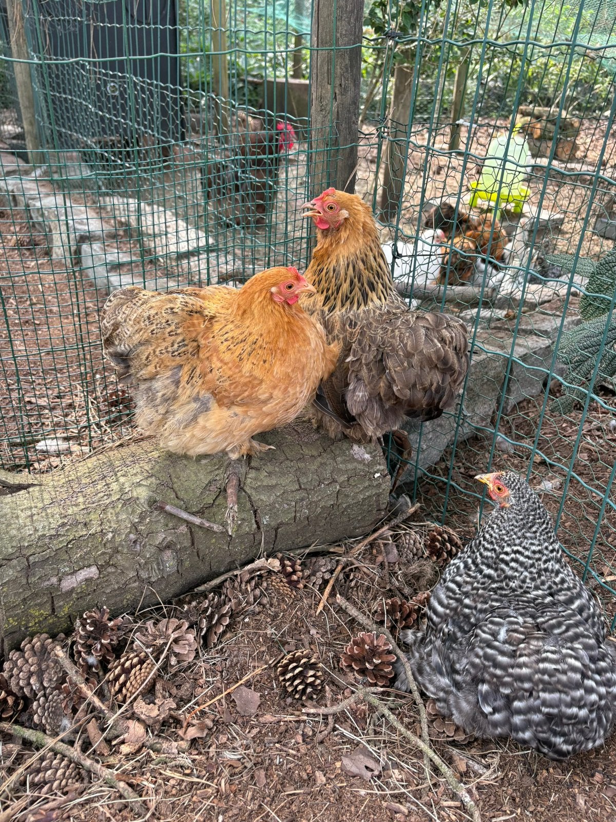 Cochin hennen, Dieren en Toebehoren, Pluimvee, Vrouwelijk, Kip
