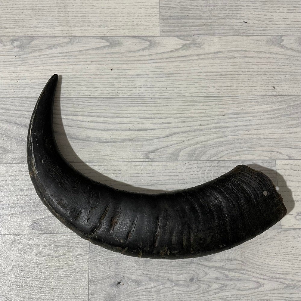 Waterbuffel hoorn los 55cm nr 307 | Lederstore, Collections, Enlèvement ou Envoi, Neuf, Animal de ferme, Bois ou Tête