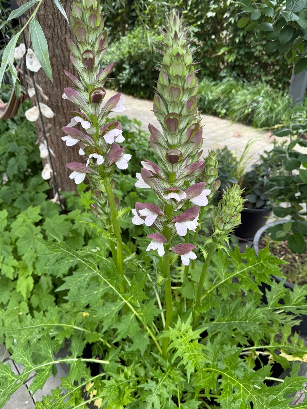 Acanthus hungaricus ‘white Lips’, Tuin en Terras, Planten | Tuinplanten, Vaste plant, Halfschaduw, Zomer, Ophalen