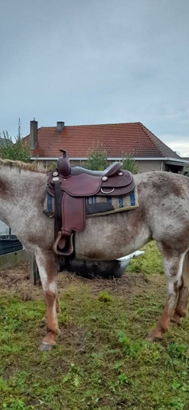 cattleman's zadel, Dieren en Toebehoren, Ophalen of Verzenden, Gebruikt