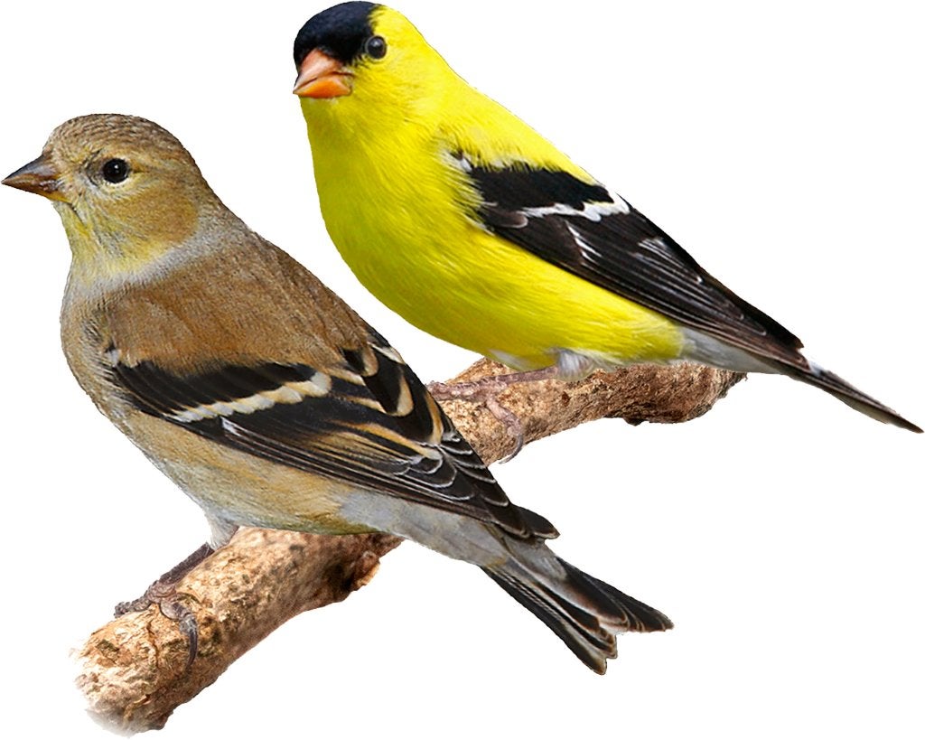 koppel treursijsjes broedrijp, Dieren en Toebehoren, Vogels | Overige Vogels, Meerdere dieren, Wildzangvogel, Geringd