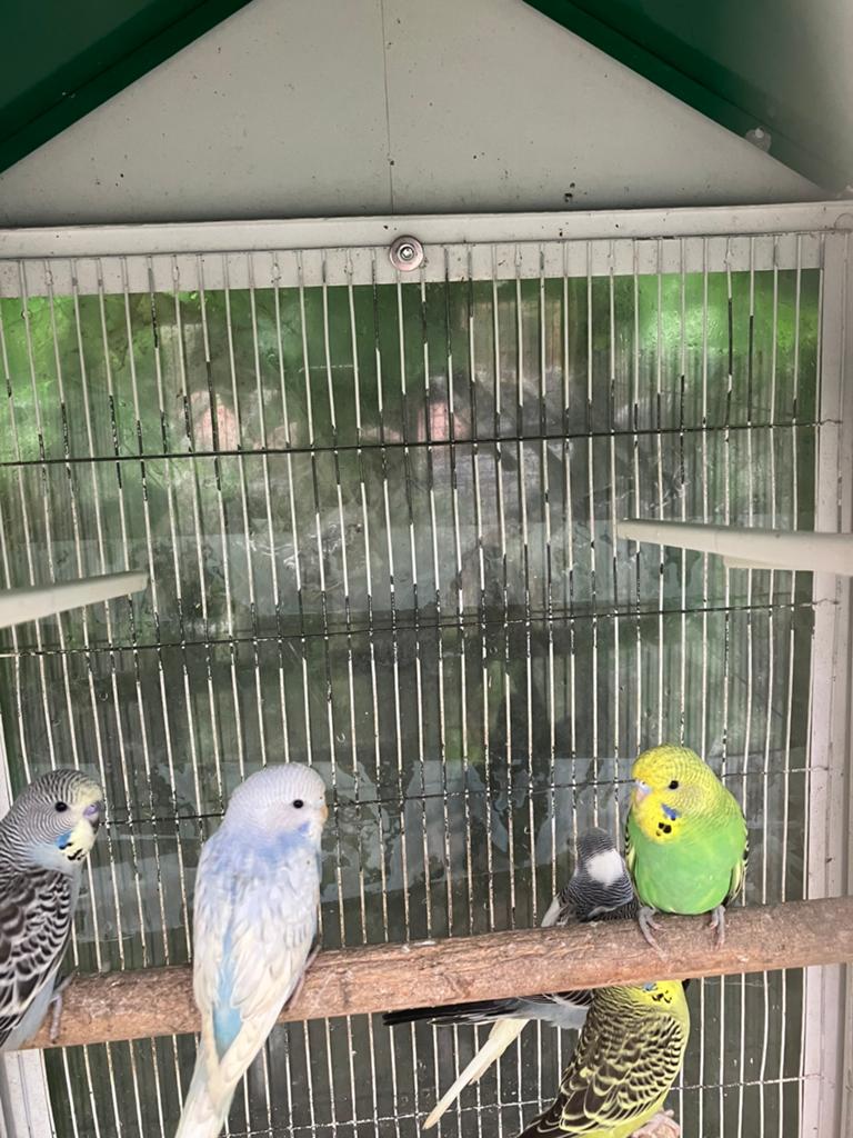 HALF TAMME JONGE GRASPARKIETJES VANAF 20 EURO, Plusieurs animaux, Perruche, Domestique