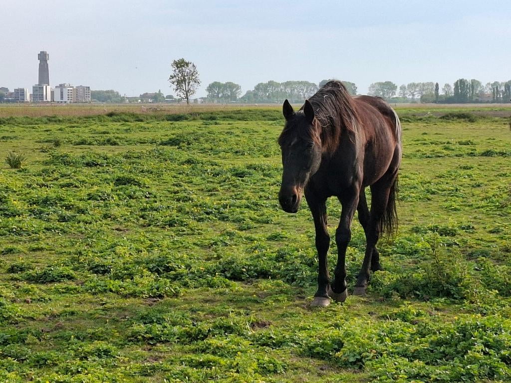 Paard (draver), Dieren en Toebehoren, Paarden, Minder dan 160 cm, Met stamboom, Ruin, Zadelmak