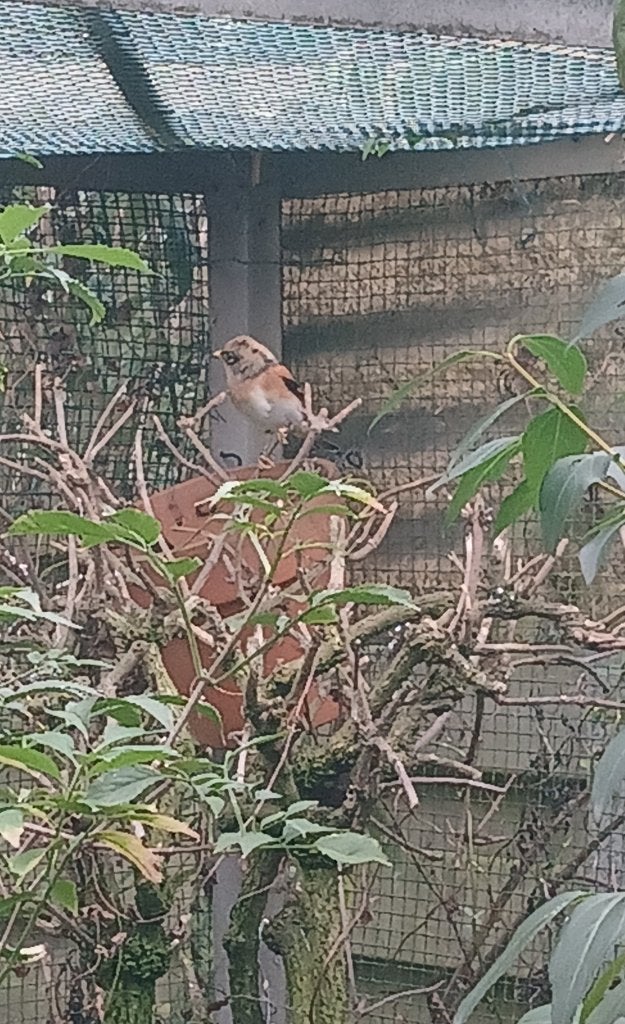 Keep man, Dieren en Toebehoren, Meerdere dieren, Wildzangvogel, Geringd