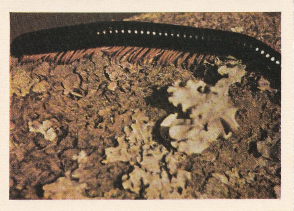 CHROMO  REUZE MILJOENPOOT, Collections, Enlèvement ou Envoi, Comme neuf, Animal, Gravure