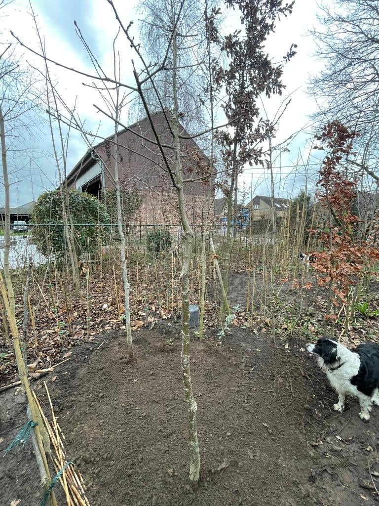 Eik, Tuin en Terras, Ophalen