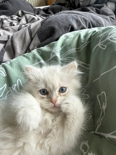 Kitten Britse kort/langhaar, Kater, Gechipt, 0 tot 2 jaar