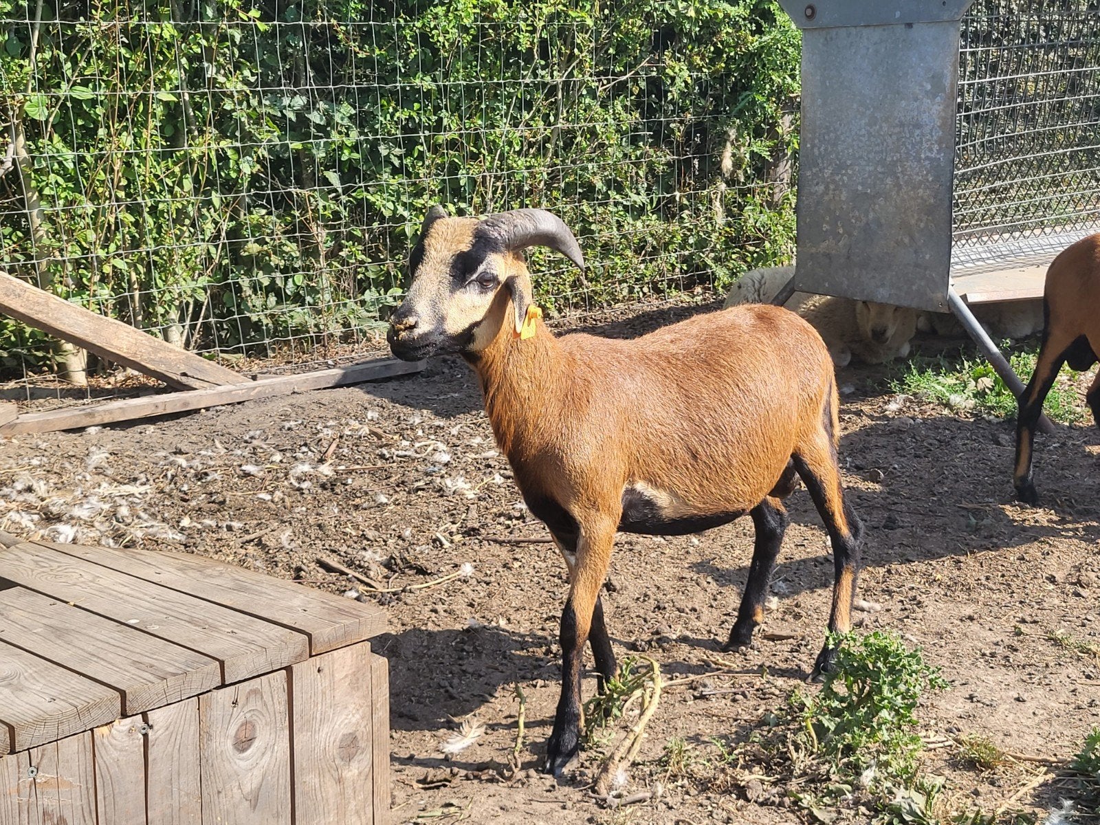 jeune bouc camerounaise, Mâle, Mouton, 0 à 2 ans
