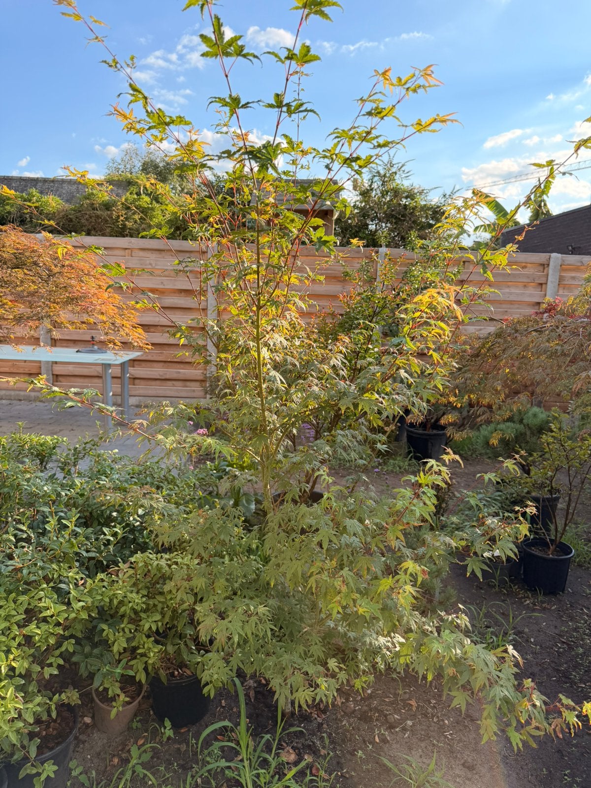 Acer palmatum, Tuin en Terras, Ophalen