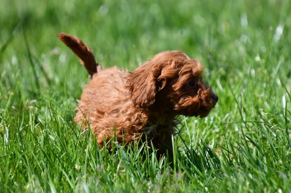 Toypoedel pups te koop, Dieren en Toebehoren, Poedel, 15 weken tot 1 jaar, Buitenland, Teef