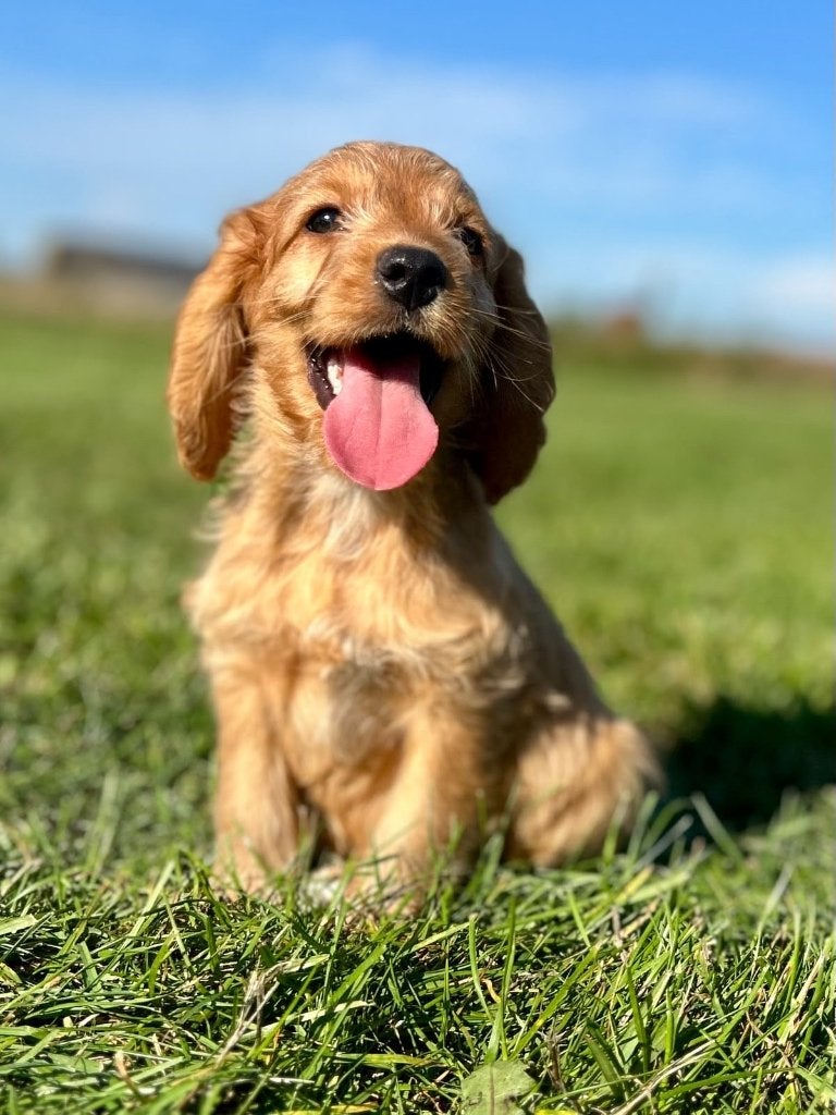 Prachtige cockapoo pups (cocker x dwerg poedel), België, CDV (hondenziekte), 8 tot 15 weken, Meerdere