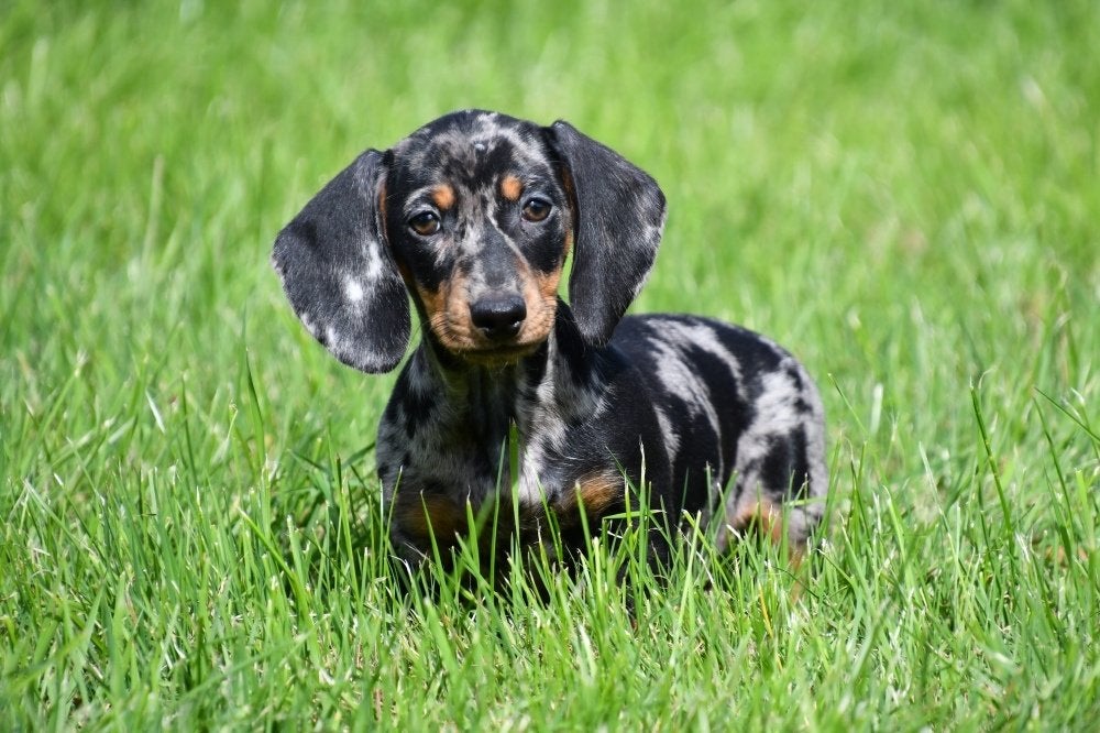 Chiots Teckel à vendre (nain - bleu merle - poil court), 15 semaines à 1 an, Poils courts, Plusieurs animaux, Éleveur | Professionnel