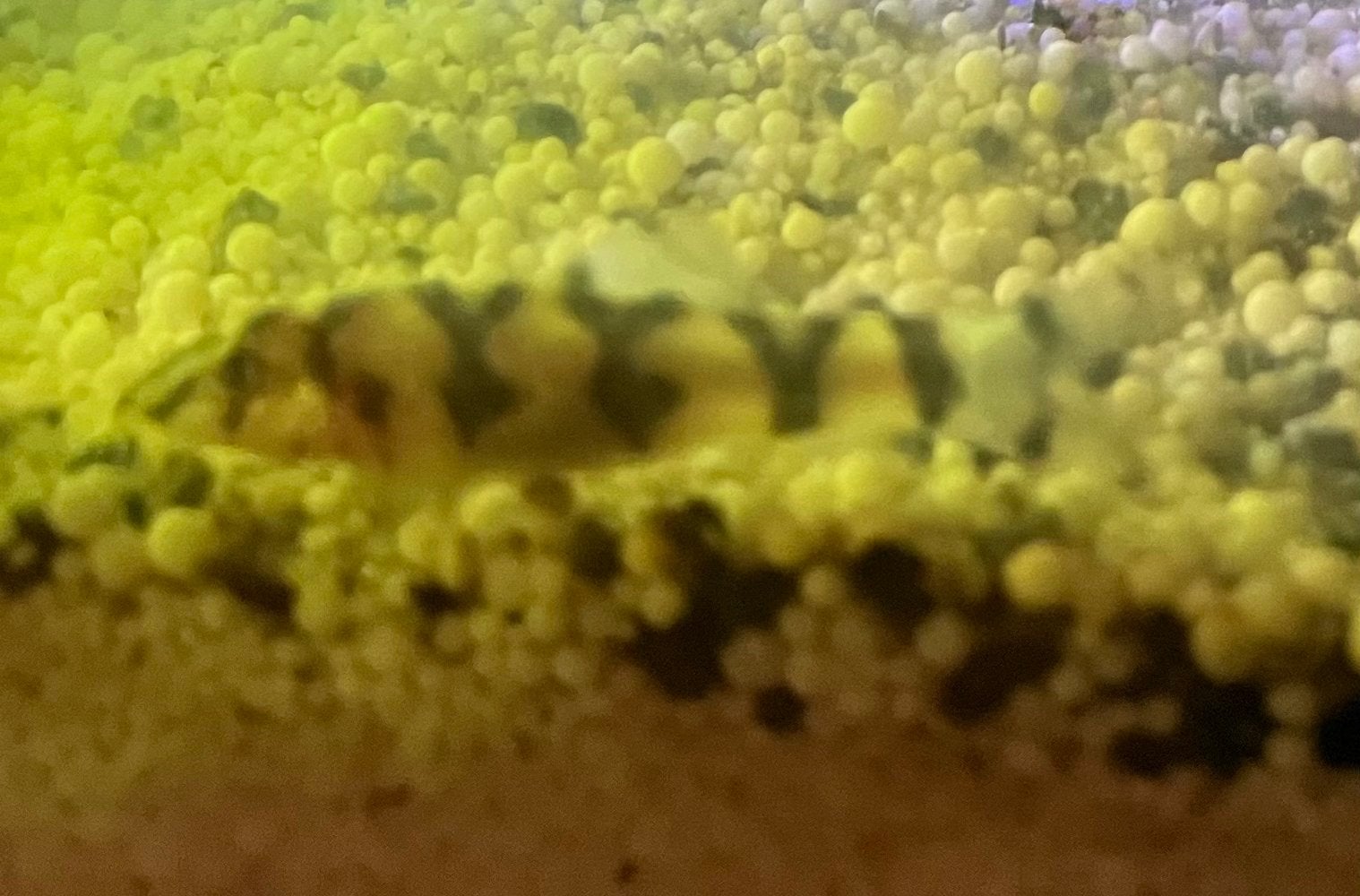 Botia vissen, Dieren en Toebehoren, Vis, Zoetwatervis, Schoolvis
