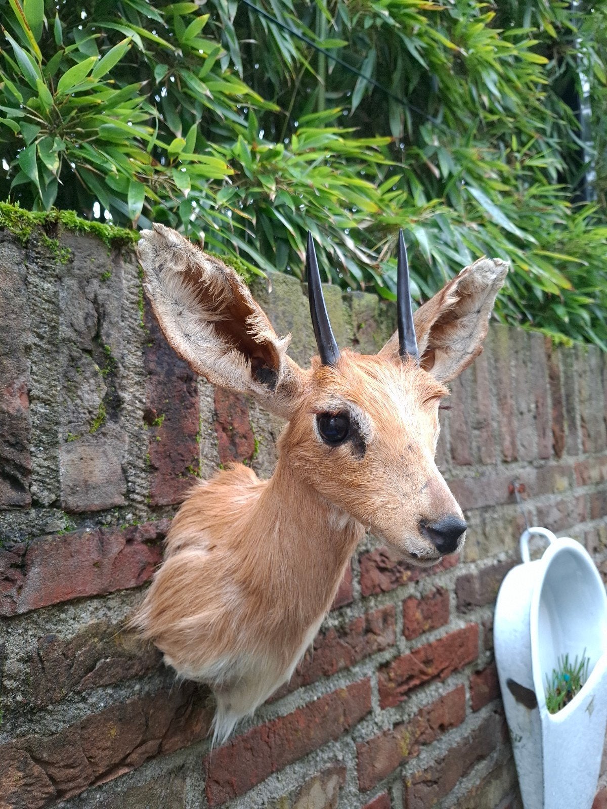 Opgezette steenbokje taxidermie schedel afrika hoorn gewei, Verzamelen, Dierenverzamelingen, Ophalen, Wild dier, Gewei of Kop