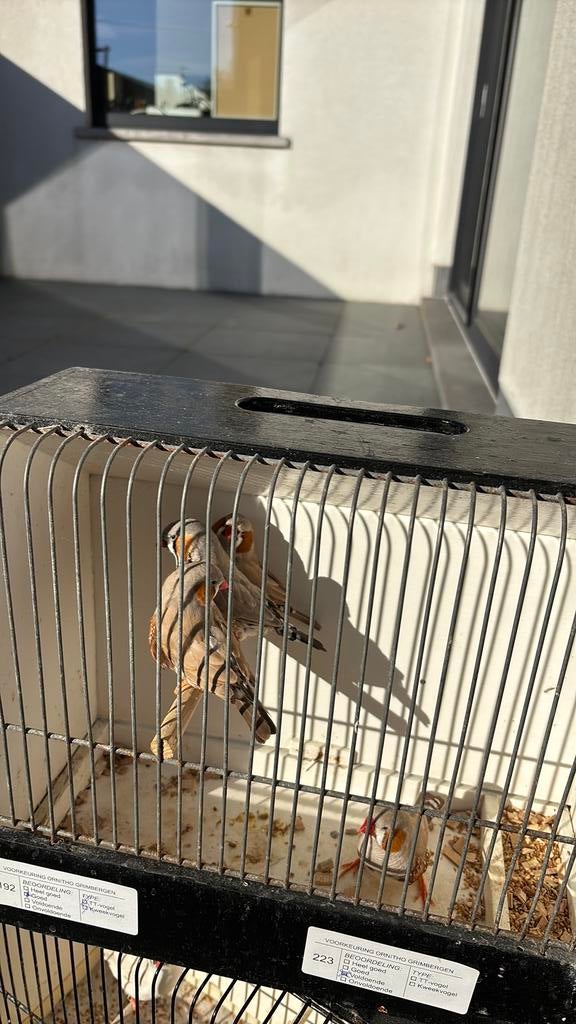 4 mannelijke zebravinken te koop, Dieren en Toebehoren, Meerdere dieren, Tropenvogel, Geringd