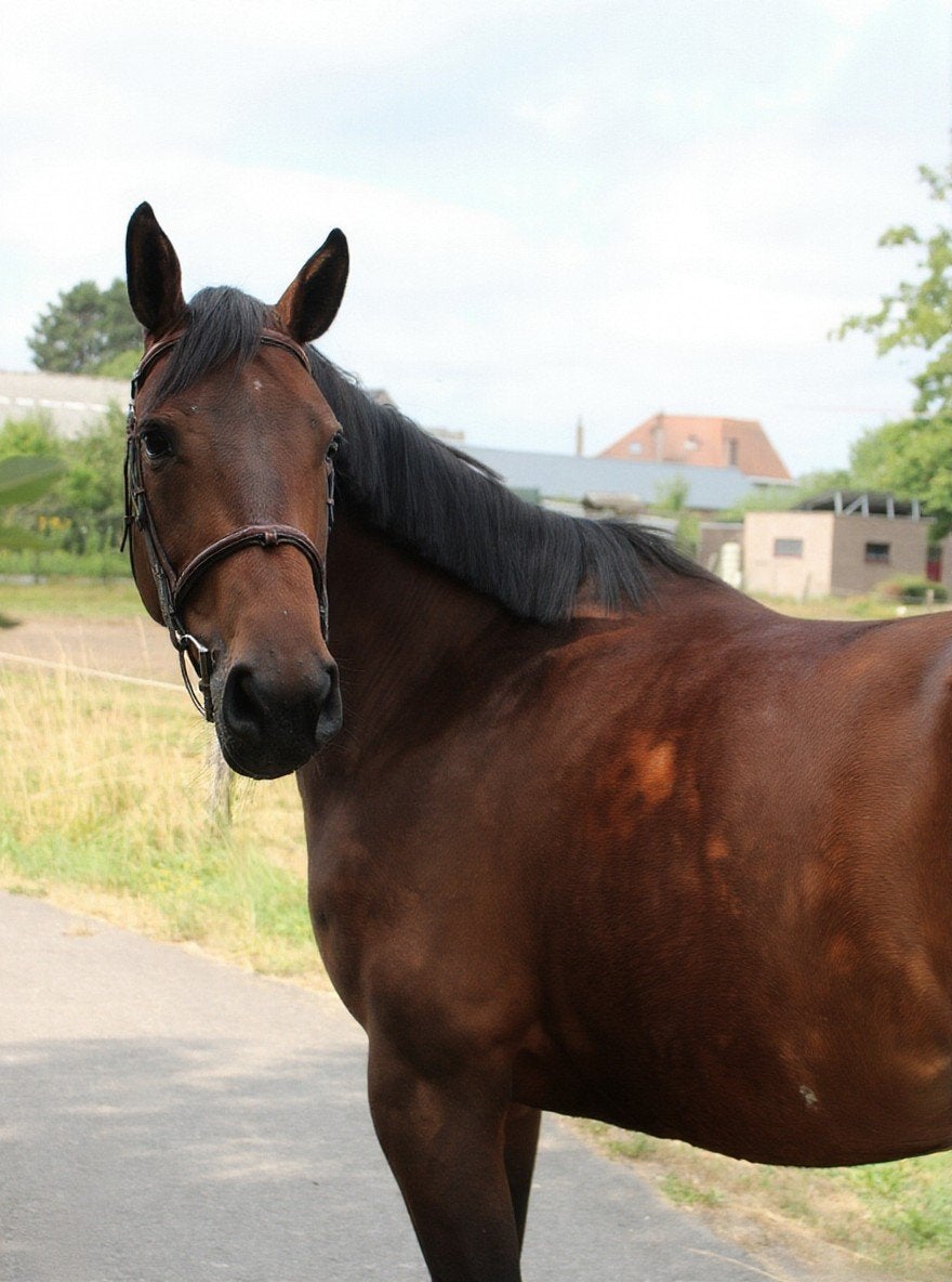 Te koop | Dambi AB van de Hoge Weide Z