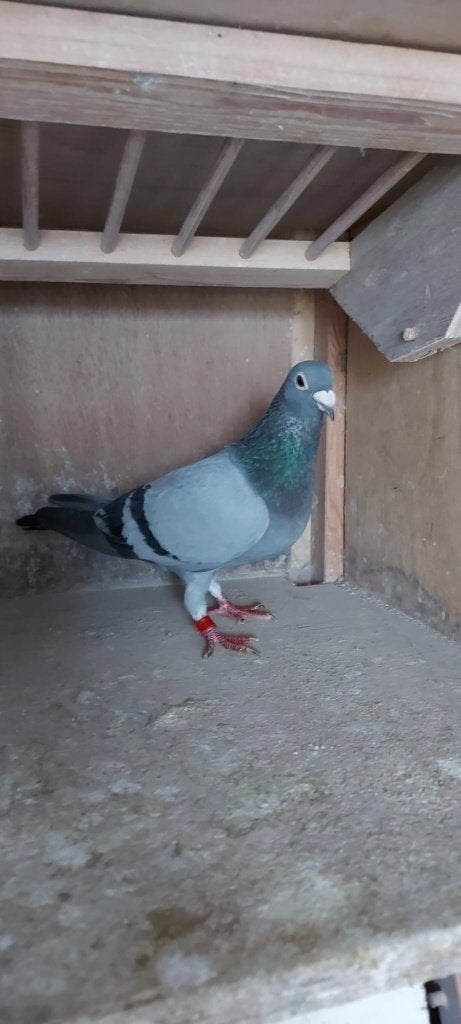 Duif doffer rechtstreeks Batenburg vd Merwe, Dieren en Toebehoren, Vogels | Duiven, Mannelijk, Postduif