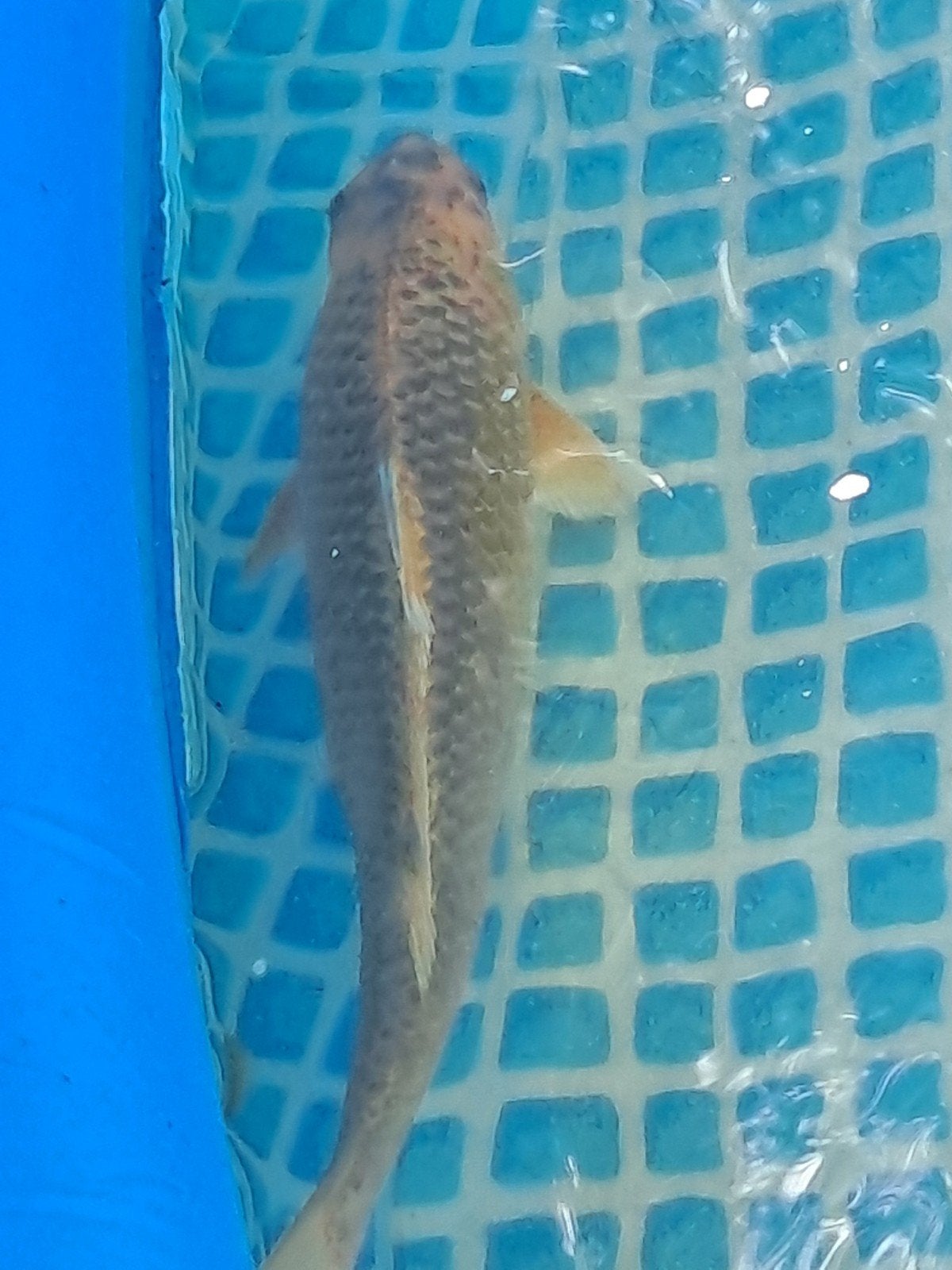 koi's te koop