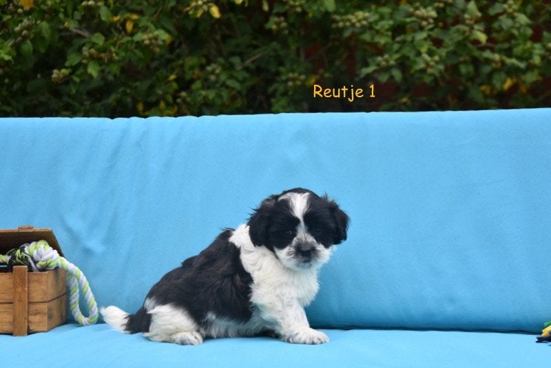 Prachtige Boomer pupjes, Dieren en Toebehoren, België, CDV (hondenziekte), 8 tot 15 weken, Meerdere