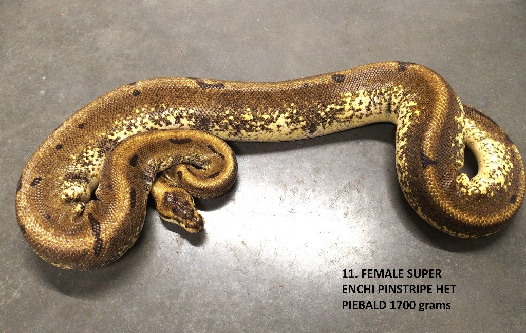 Koningspython halfwas en volwassen kweekdieren deel 1 Ball Python photo 11