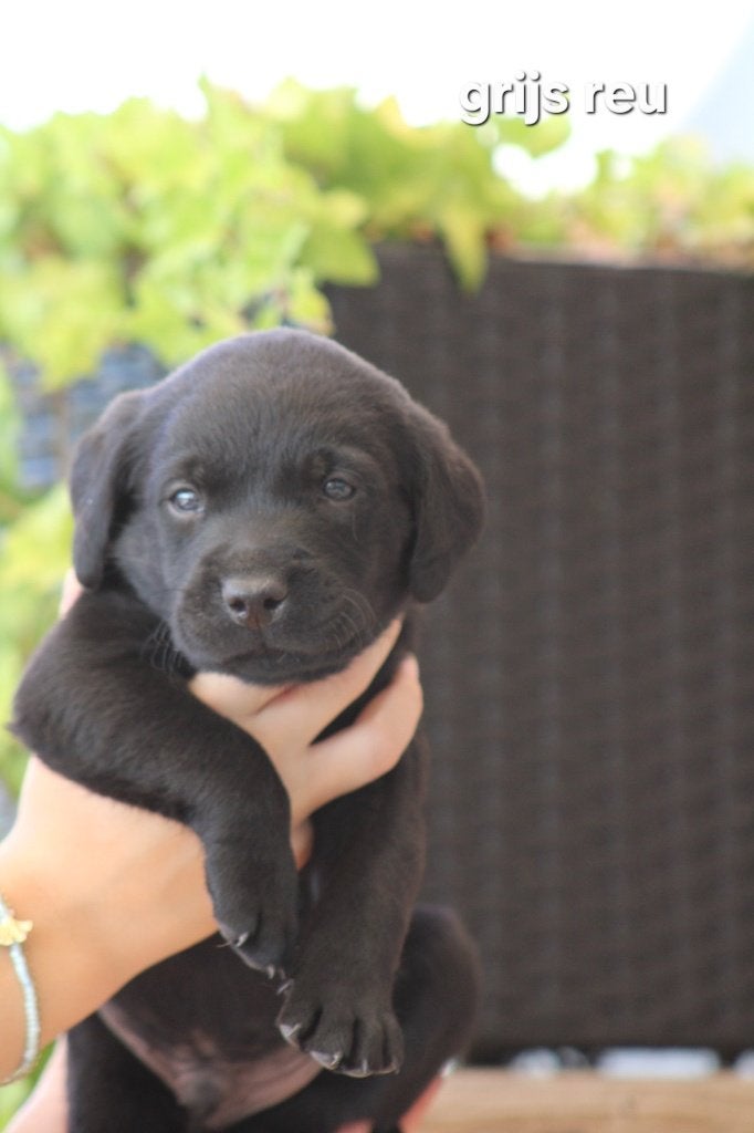Labrador reutjes, België, Fokker | Hobbymatig, Reu, 8 tot 15 weken