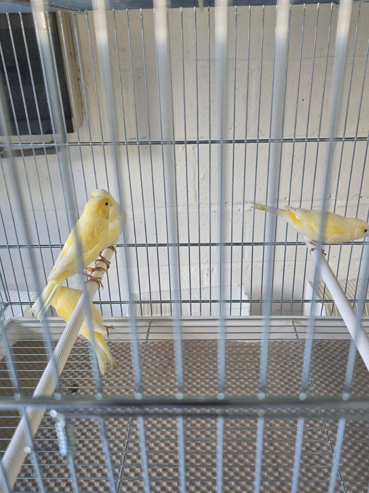 Duitse kuif kanaries mannen en poppen 2026

zitten koud

Vra, Plusieurs animaux, Canari de posture