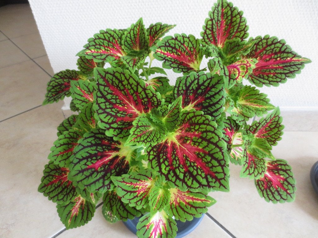 Mooie siernetel (Coleus), Huis en Inrichting, Ophalen