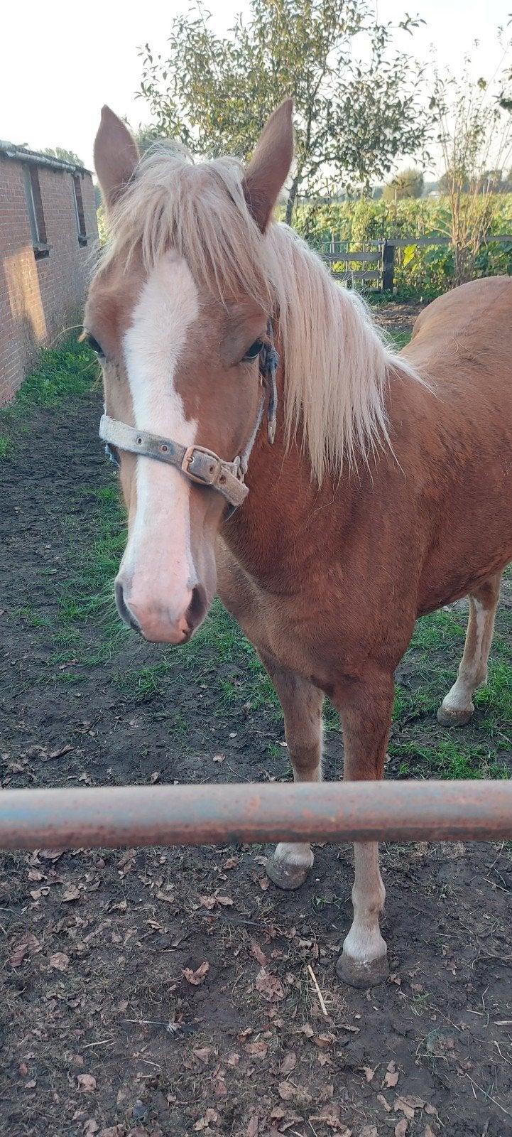 jaarling merrie, Dieren en Toebehoren, Merrie