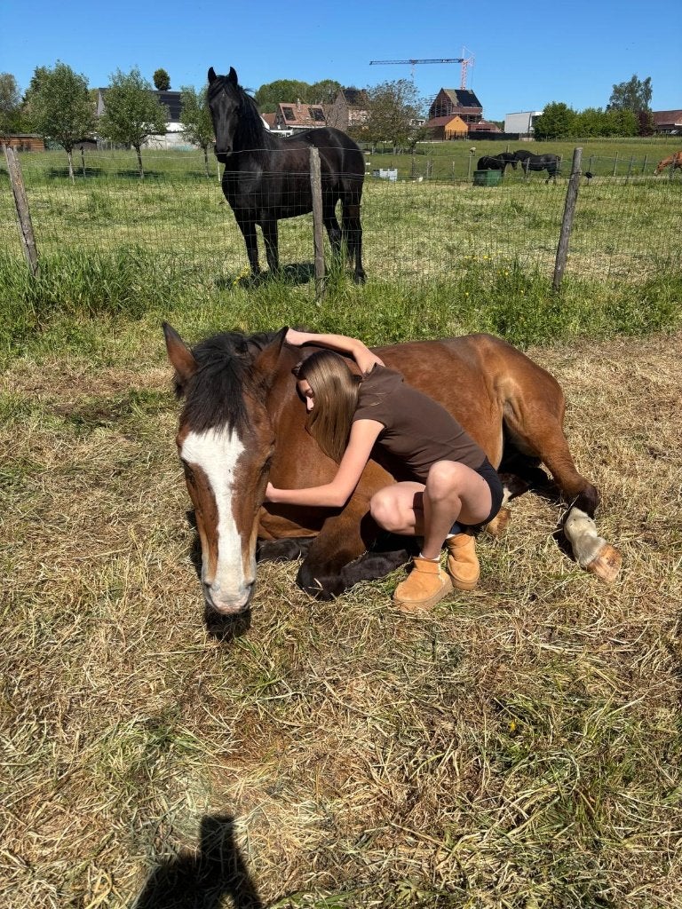 Beginnerspaard, Dieren en Toebehoren, Met stamboom, Ruin, Niet van toepassing, 160 tot 165 cm