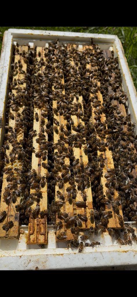 bijenvolk buckfast 6 ramer, Abeilles