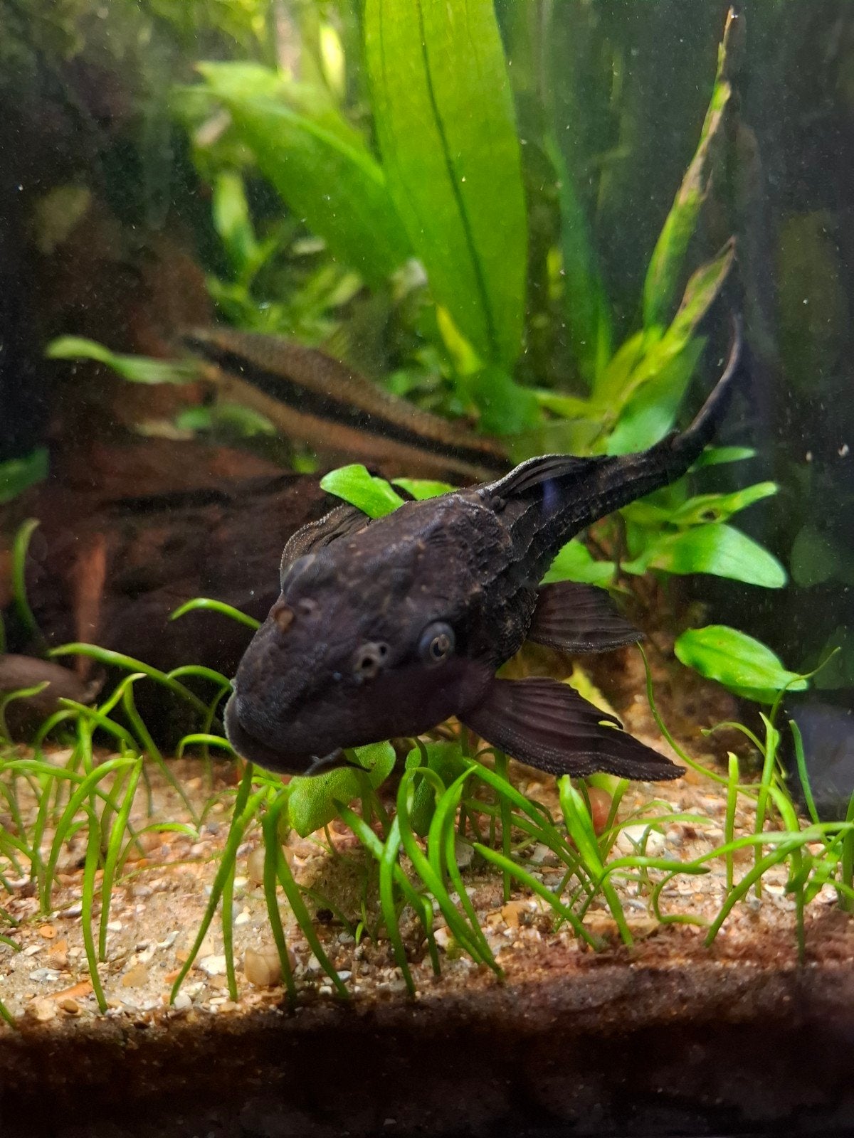 Ancistrus, Animaux & Accessoires, Poissons | Poissons d'aquarium, Poisson