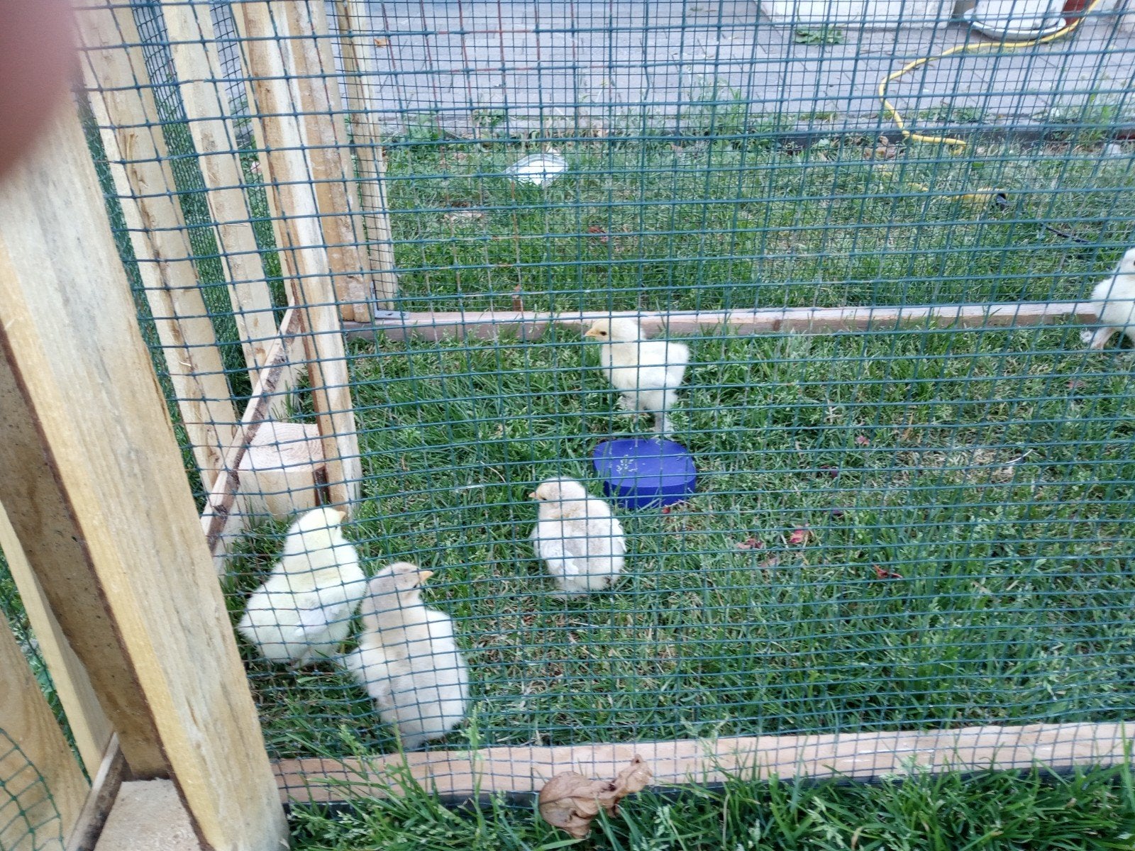 Kuikens, Dieren en Toebehoren, Geslacht onbekend, Kip
