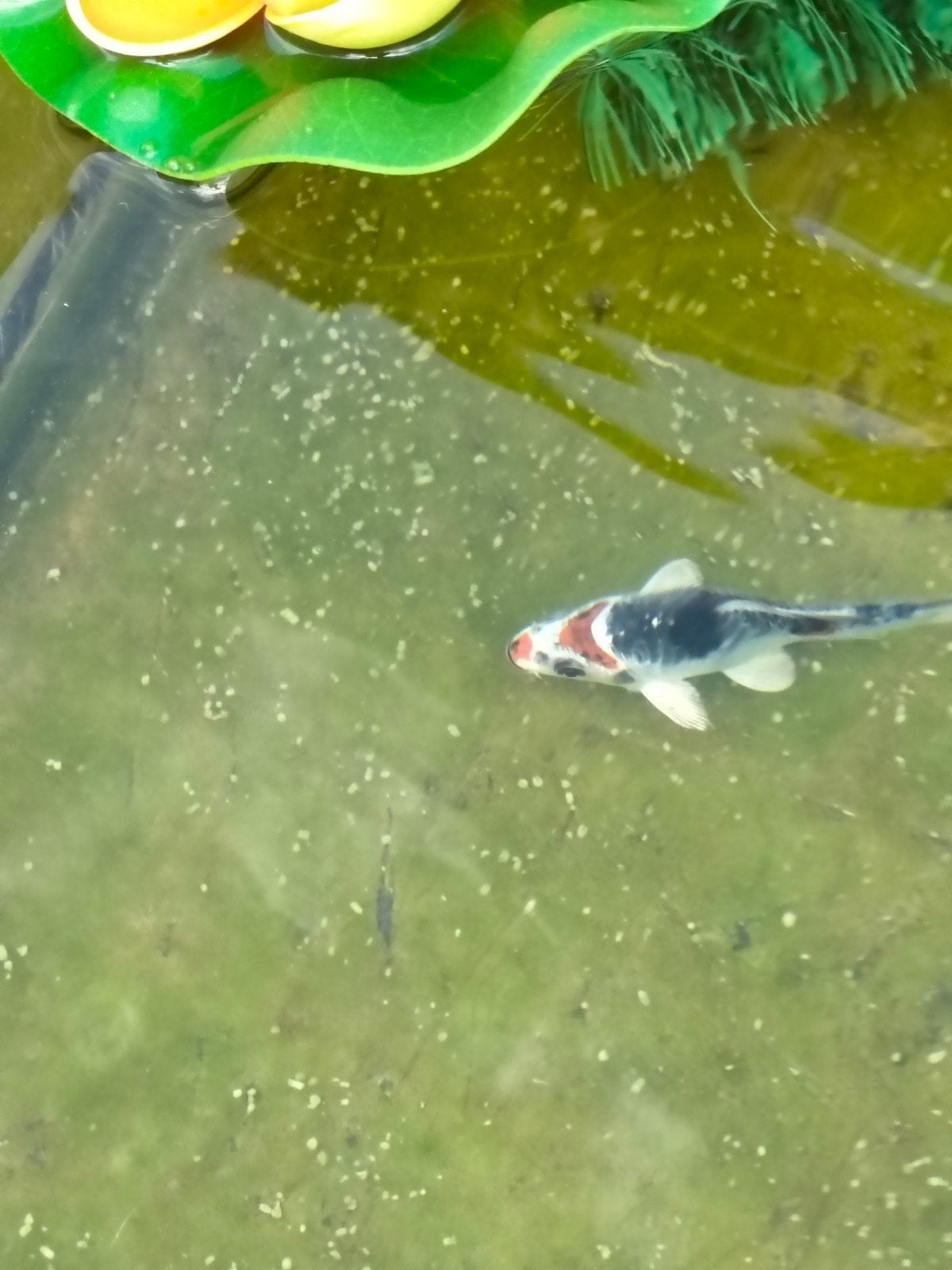 2 kleine mooie koi's te koop, Dieren en Toebehoren