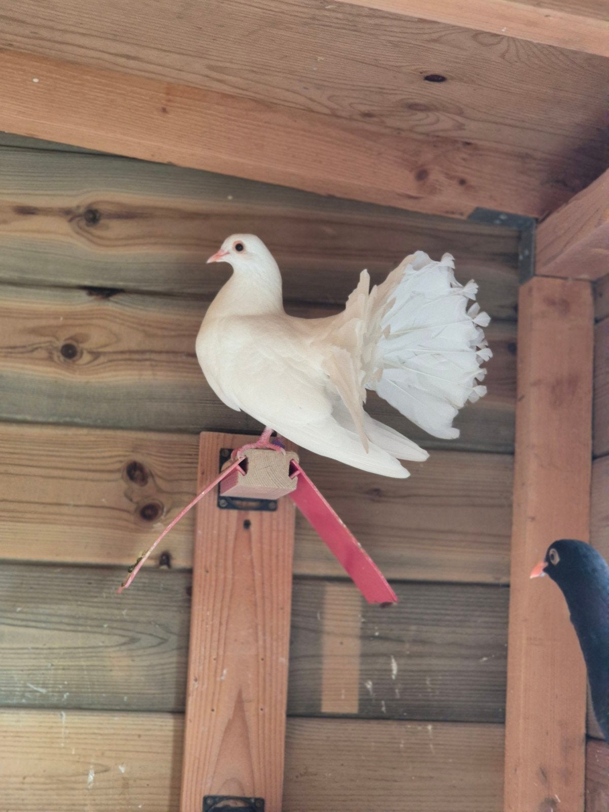 te koop mooie jonge witte pauwstaartjes, Dieren en Toebehoren