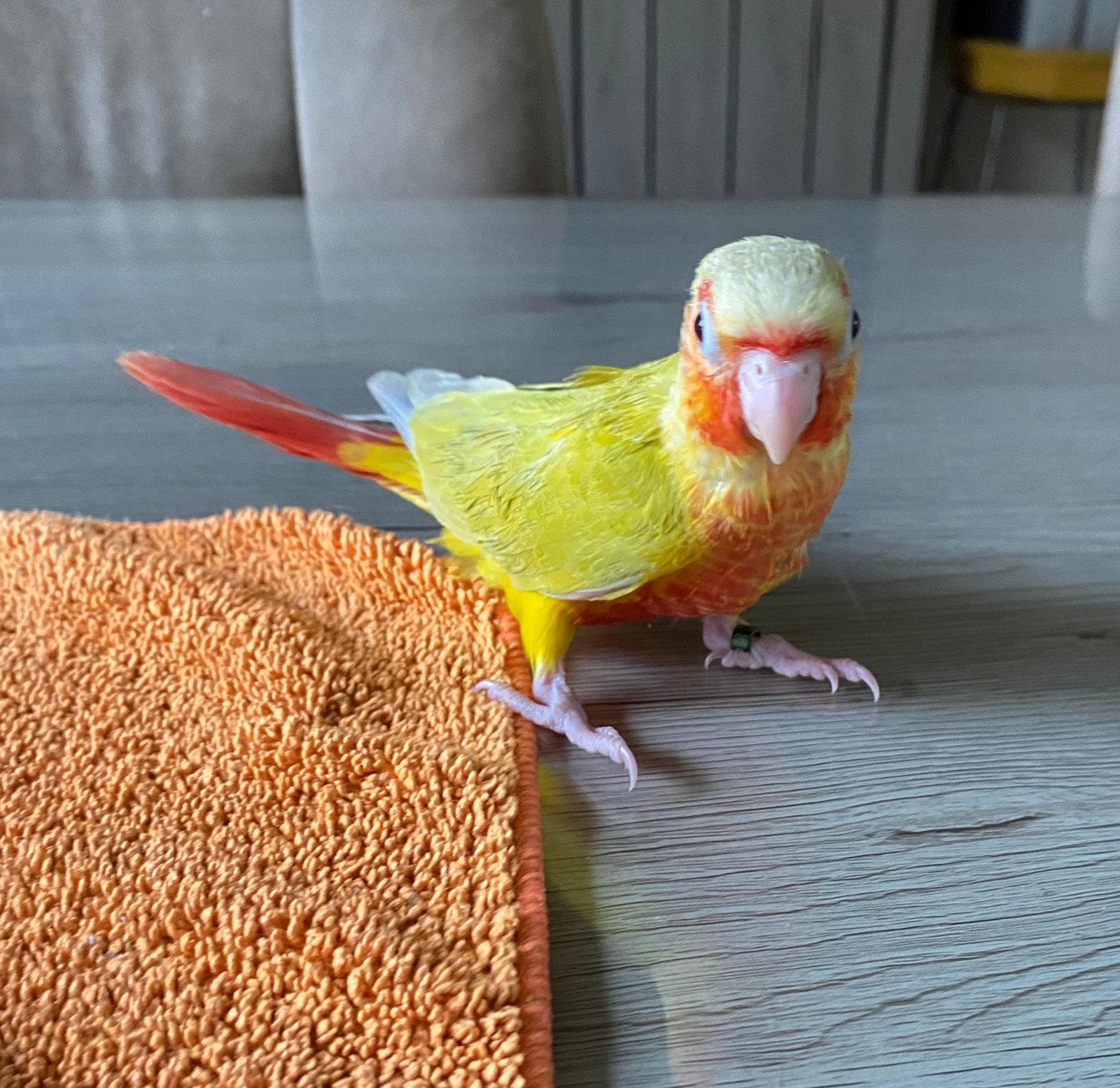 Conures Pyrrhuras apprivoiser eam, Animaux & Accessoires, Plusieurs animaux, Parleur