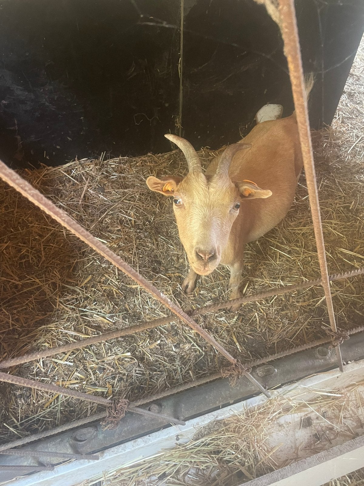 Dwerggeitjes, Dieren en Toebehoren, Schapen, Geiten en Varkens, Meerdere dieren