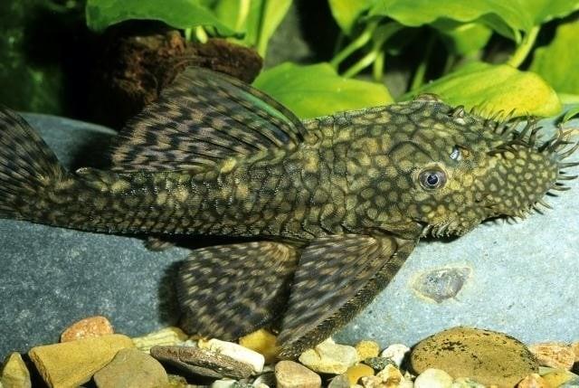 Ancitrus 13cm, Ophalen