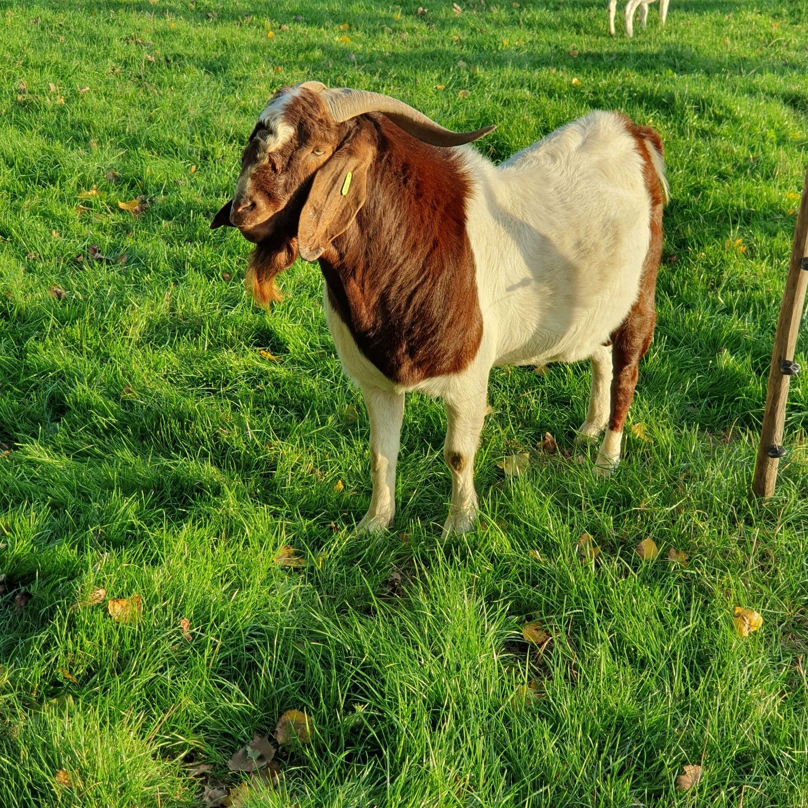 Boergeit stamboek bok .