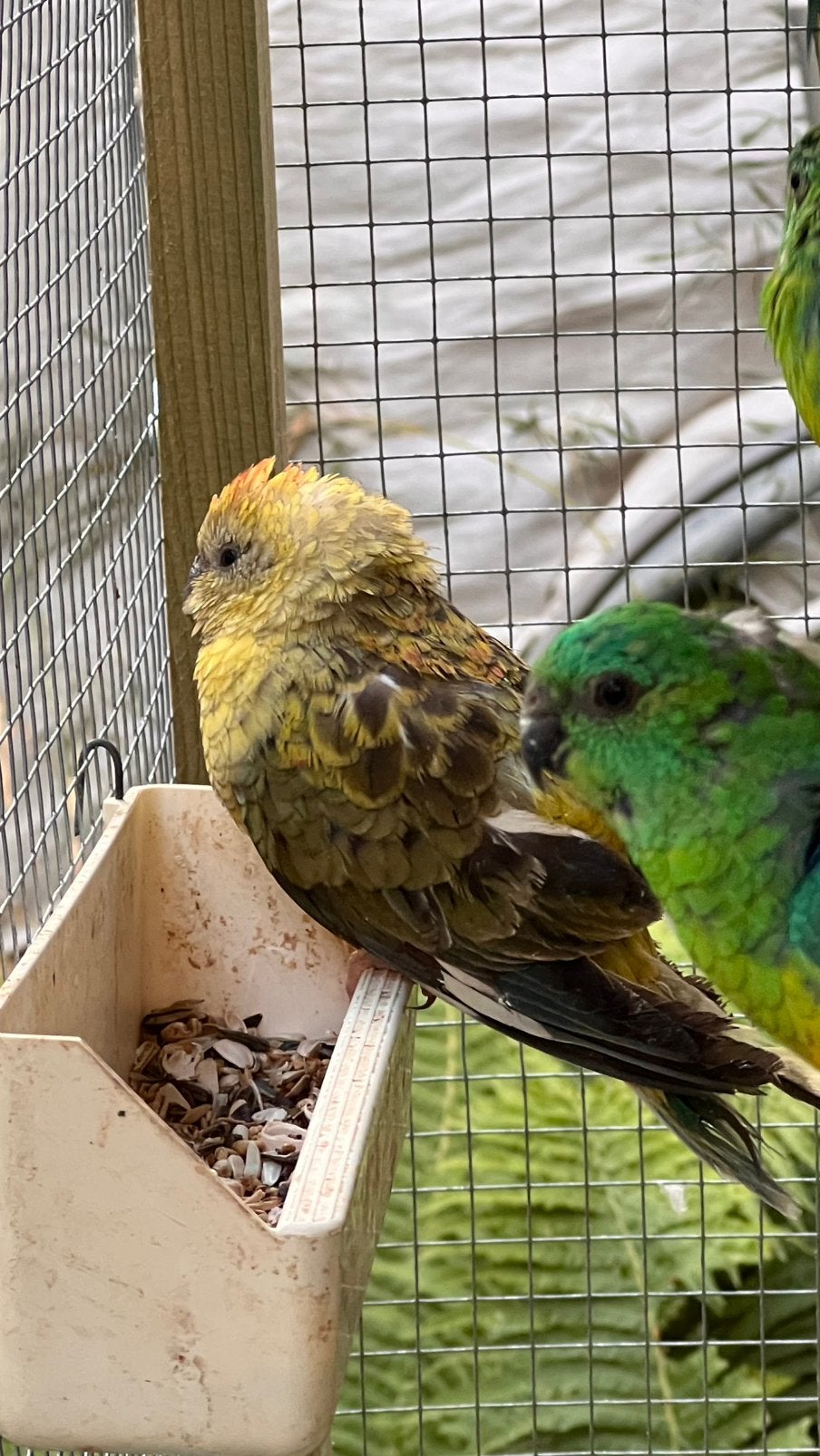Perruches à dos rouge, Animaux & Accessoires, Oiseaux | Perruches & Perroquets
